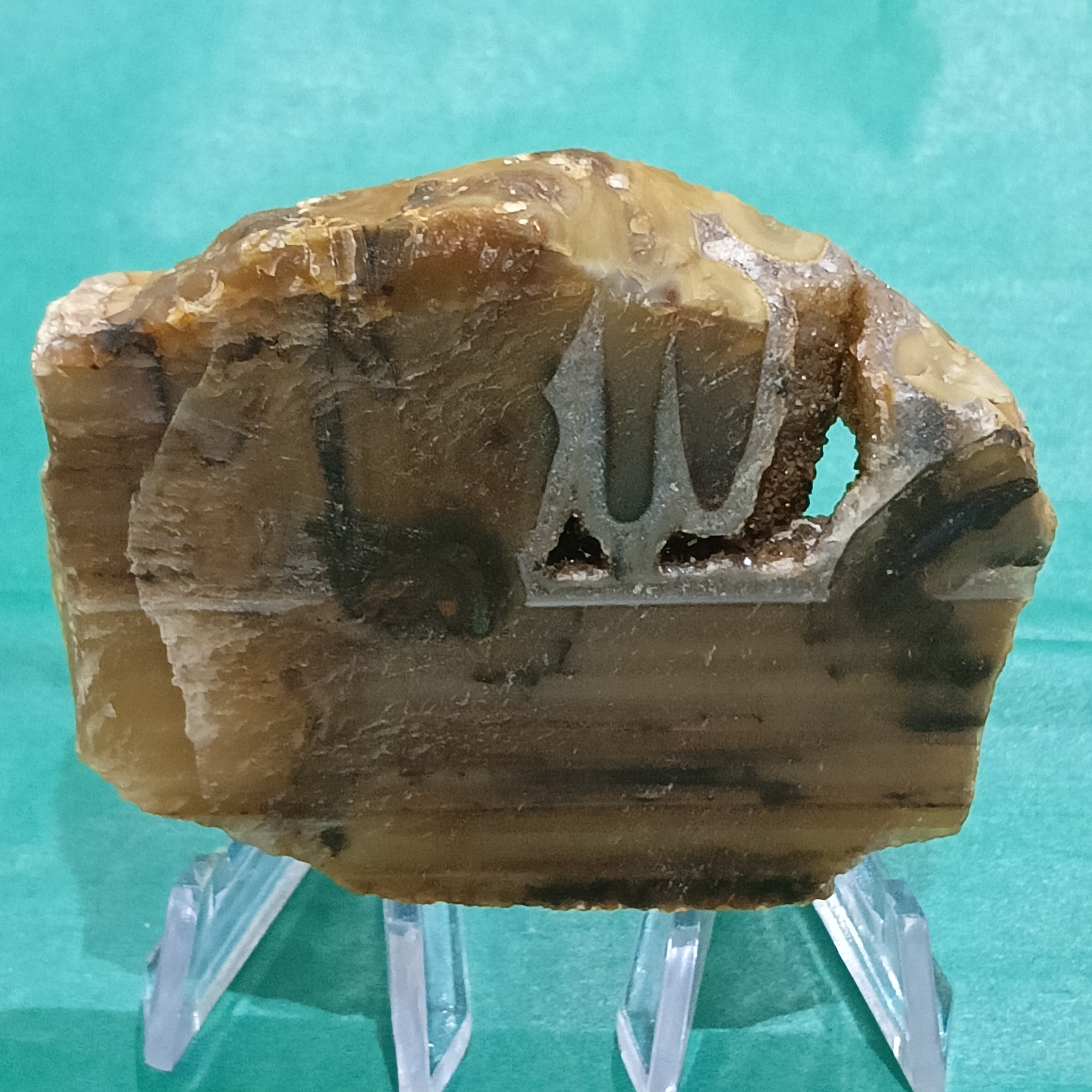 Karam Allaha 
The Legacy was founded by Kanu Asodaria : Unearthed from the silent womb of ancient earth, where forests once breathed and stars bore witness to their transformation. Finder: Discovered by the seekers of Karam Allaha, guided not by maps but by intuition, reverence, and the call of the stone itself. Current Guardian: Karamuniko Museum – where spirit meets stone, and every relic is a teacher.


🧭 Description &amp;amp; Symbolism
This polished slice of petrified wood is no ordinary fossil—it is a timekeeper, a storyteller, and a mirror of transformation. Its concentric rings whisper of centuries long past, where once a living tree stood tall, now transmuted into mineral memory.

Color Palette: Shades of tan, brown, and beige ripple through its surface like echoes of forgotten seasons.

Metallic Inclusion: At its heart lies a mysterious, metallic “W” shape—resembling a sacred sigil, perhaps a divine whisper etched by the Earth herself.

Texture &amp;amp;amp;amp; Form: Smooth to the touch, yet layered with geological wisdom. Mounted on a clear stand, it floats like a relic suspended between worlds.

🔮 Metaphysical Resonance
Elemental Power: Earth + Time

Chakra Alignment: Root Chakra – grounding, ancestral connection, and karmic healing

Spiritual Use:

Place in meditation spaces to invoke ancestral wisdom

Use in rituals honoring transformation, patience, and the cycles of nature

Ideal for seekers of grounding during spiritual upheaval

📜 Legend of the Fossil
It is said that this relic was not found—it found its guardian. The seeker who unearthed it was drawn by dreams of a tree that spoke in silence. Upon discovery, the “W” symbol shimmered, as if awakened. Some say it stands for Waqt (Time), others believe it is Wahdat (Unity). In Karam Allaha, we do not define—we listen.