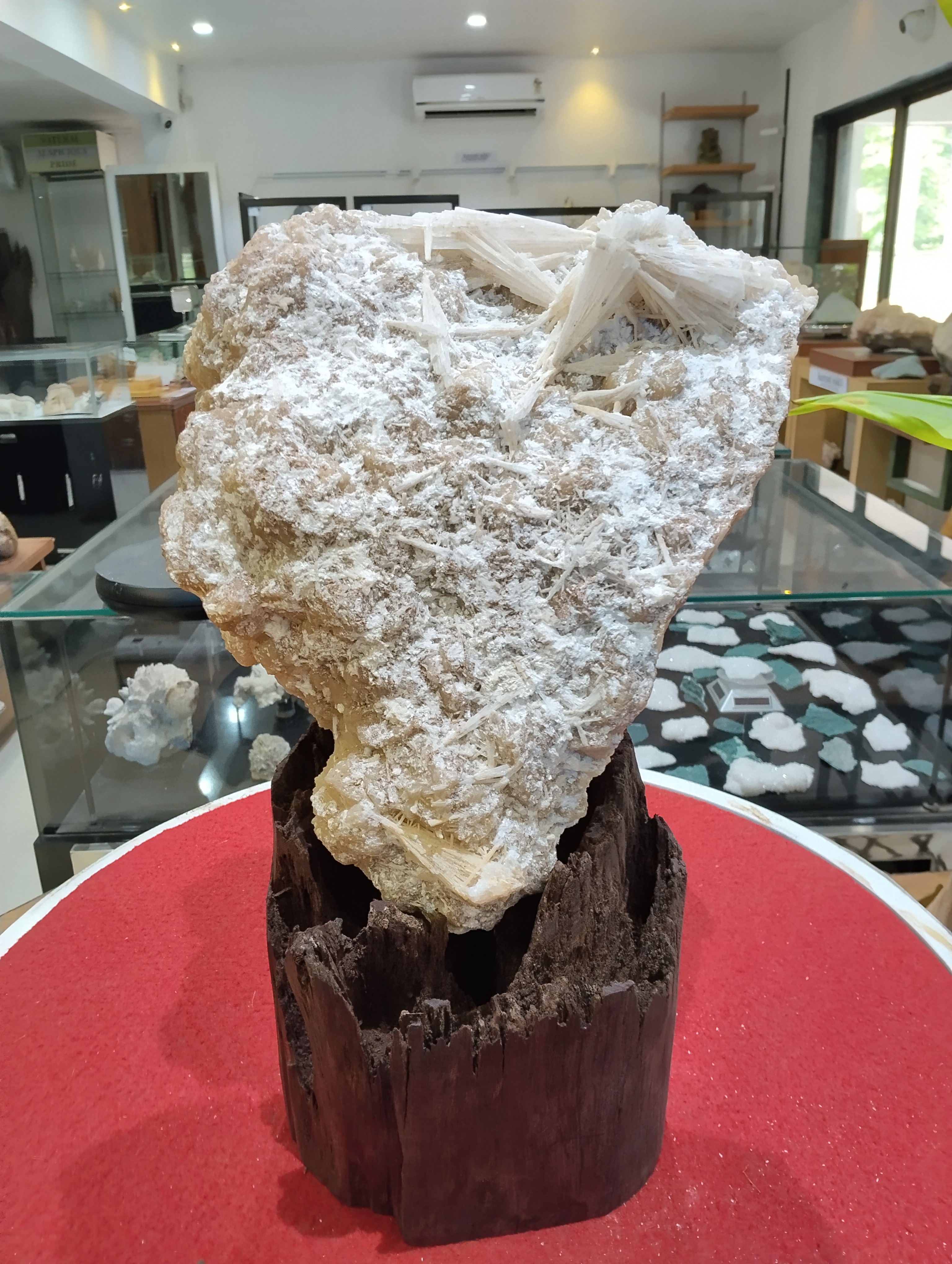 Majestic Gypsum Crystal Cluster
Overview: This breathtaking mineral specimen is a commanding presence in any collection, celebrated for its sheer size, elegance, and intricate crystalline structure. Displayed on a rich red circular platform with a handcrafted wooden base, the piece exudes both natural beauty and curatorial sophistication.

Mineral Type: Likely Gypsum or Selenite, this cluster showcases the mineral’s signature fibrous and elongated crystal formations. The delicate interplay of white to light beige hues gives it a soft, ethereal glow under display lighting.